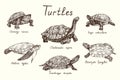 Turtles collection, Chinemys reevesii, Emys Orbicularis, Chelonoidis-nigra, Chelonia mydas, Geoemyda spengleri, Trachemys scripta